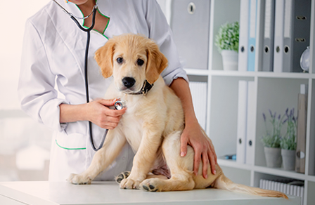 Mercado pet em expansão: veja novas oportunidades para empreender na veterinária