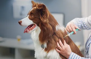Dia Mundial dos Animais: como garantir a saúde e o bem-estar do seu pet